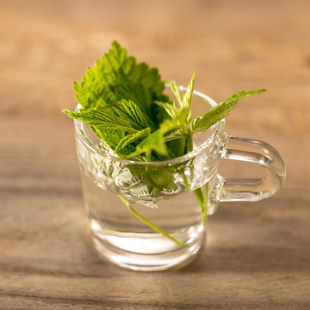 tisane de feuilles de framboisier tasse infusion